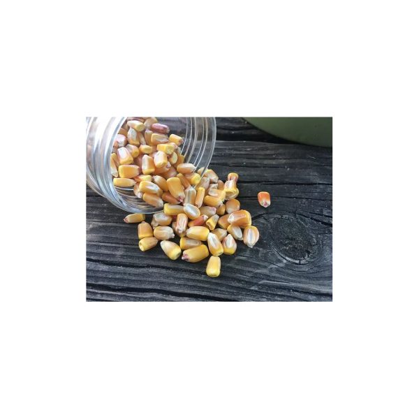 Brim Seed Co. - Reid s Yellow Dent Corn Heirloom Seed Discount