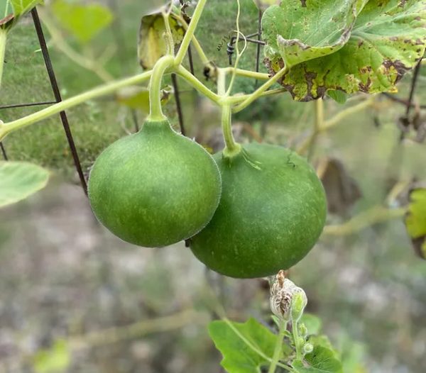 Brim Seed Co. - Bushel Gourd Heirloom Seed Online Hot Sale