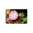 Brim Seed Co. - Chioggia Bassano Beet Heirloom Seed Supply