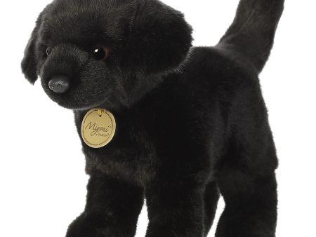 Aurora - Miyoni Black Labrador on Sale