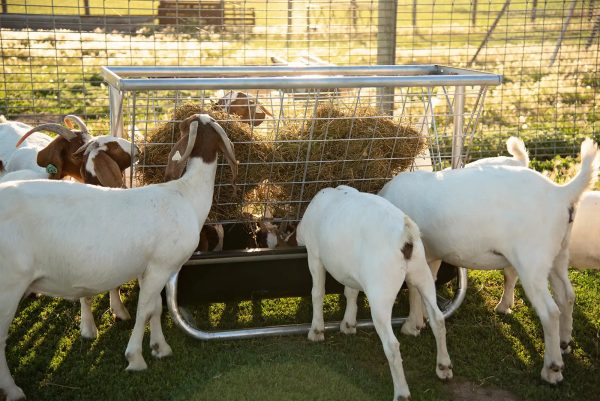 Behlen 5′ Galvanized Sheep Bunk & Hay Rack Cheap