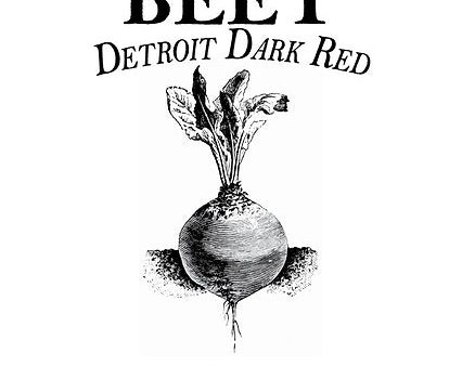 Brim Seed Co. - Detroit Dark Red Beet Heirloom Seed Fashion