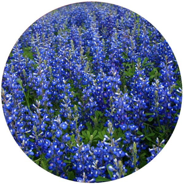 Andreas - AL Blue Bonnets Jar Opener Online now