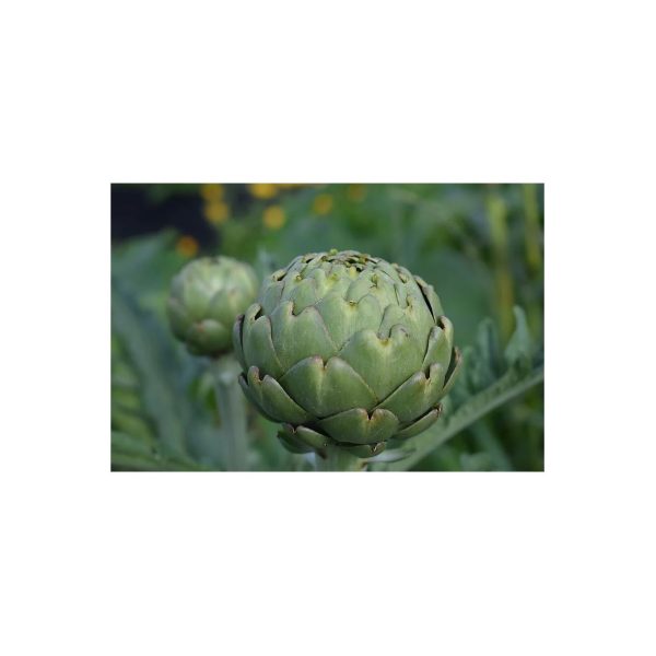 Brim Seed Co. - Artichoke Green Globe Heirloom Seed Supply