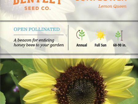 Sunflower-Lemon Queen For Sale