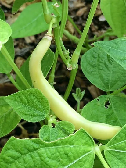 Brim Seed Co. - Golden Butterwax Bush Bean Heirloom Seed on Sale