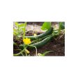 Brim Seed Co. - Marketmore 76 Cucumber Seed on Sale