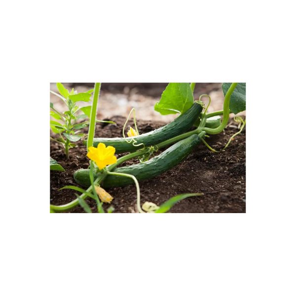 Brim Seed Co. - Marketmore 76 Cucumber Seed on Sale