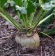 Brim Seed Co. - Sugar Beet Heirloom Seed For Cheap