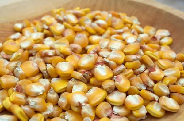 Brim Seed Co. - Southern Acclimated Hickory King Corn Heirloom Seed Discount