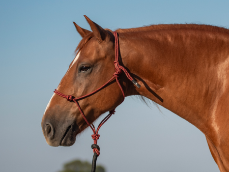 Classic Equine Rope Halter and 9  Lead Rope Hot on Sale