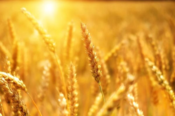 Brim Seed Co. - Red Fife Wheat Grain Seed For Discount