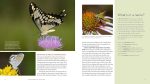 Gardening for Butterflies: How You Can Attract and Protect Beautiful, Beneficial Insects - by The Xerces Society Online