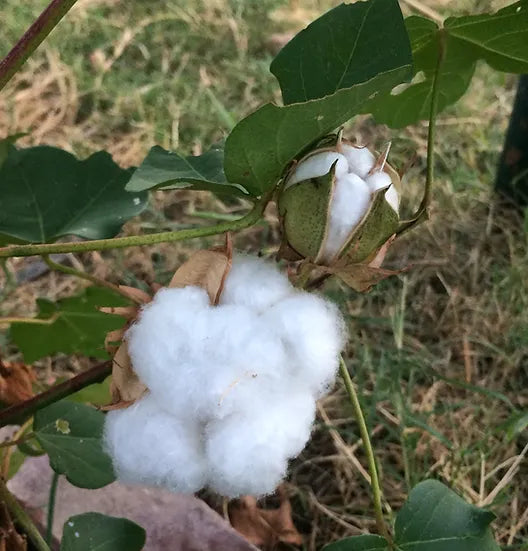 Brim Seed Co. - Southern Acclimated White Cotton Seed For Sale