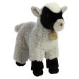 Aurora - Miyoni Goat Kid Online now