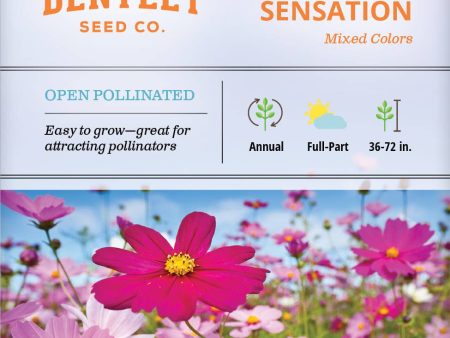 Bentley Seed Co. - Cosmos Sensation Mixed Colors-Cosmos Bipinnatus Online Hot Sale