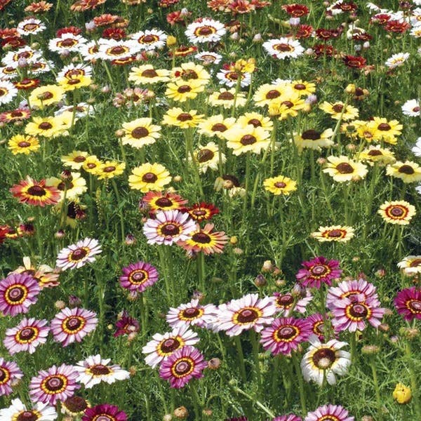 Bentley Seed Co. - Painted Daisy Chrysanthemum Carinatum Cheap