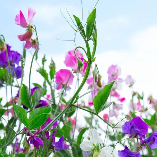 Bentley Seed Co. - Sweet William Tall Single Mix Dianthus Barbatus Cheap