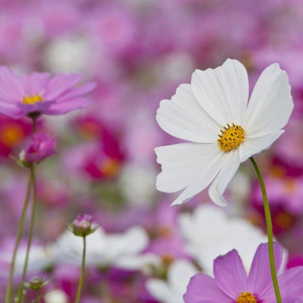 Bentley Seed Co. - Cosmos Sensation Mixed Colors-Cosmos Bipinnatus Online Hot Sale