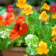 Bentley Seed Co. - Nasturtium Jewel Mixed Colors Tropaeolum Majus Cheap