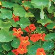 Bentley Seed Co. - Nasturtium Jewel Mixed Colors Tropaeolum Majus Cheap