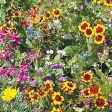 Bentley Seed Co. - Sunny Mix Wildflowers For Cheap