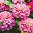 Bentley Seed Co. - Zinnia Lilliput Mixed Colors Online Hot Sale