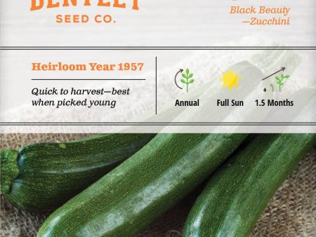 Bentley Seed Co. - Squash Zucchini Black Beauty For Discount