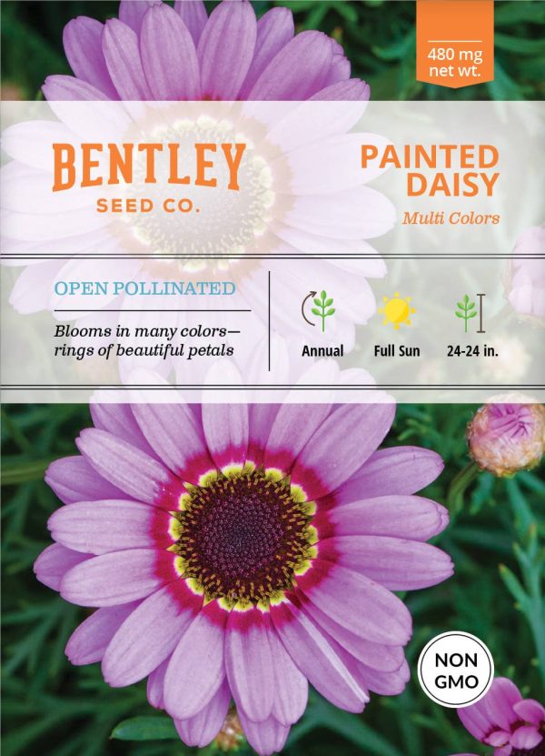 Bentley Seed Co. - Painted Daisy Chrysanthemum Carinatum Cheap