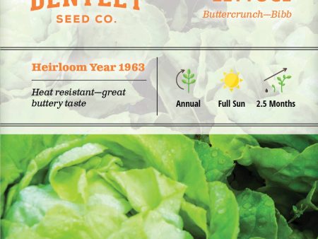 Bentley Seed Co. - Lettuce Buttercrunch Hot on Sale