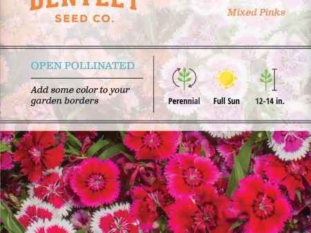 Bentley Seed Co. - Dianthus Mixed Colors Pinks For Discount