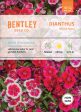 Bentley Seed Co. - Dianthus Mixed Colors Pinks For Discount