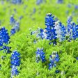 Bentley Seed Co. - Texas Bluebonnet Lupinus Texensis Online Hot Sale