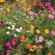 Bentley Seed Co. - Cut Flower Mix Mixed Annuals Supply