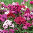 Bentley Seed Co. - Dianthus Mixed Colors Pinks For Discount