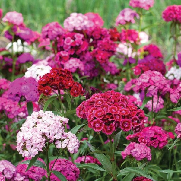 Bentley Seed Co. - Dianthus Mixed Colors Pinks For Discount